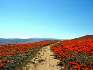 Antelope Valley California Poppy Reserve