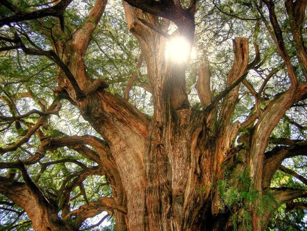 Tule Tree is 1,400 - 1,600 years old