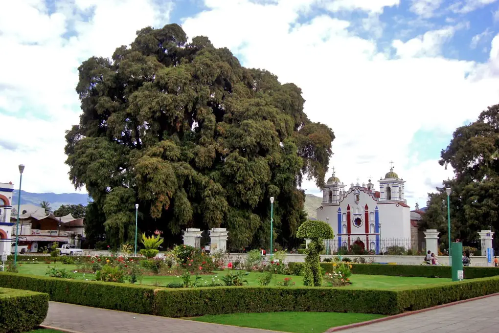 Árbol del Tule and church