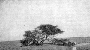 L'Arbre du Ténéré in 1939, Niger. Once the loneliest tree in the world.