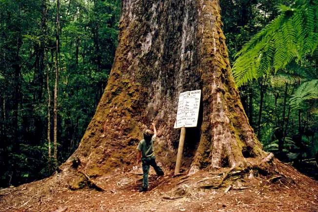 Arve Big Tree, Tasmania, Australia