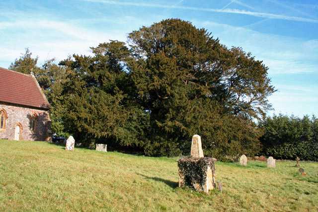 Ashbrittle Yew, Somerset