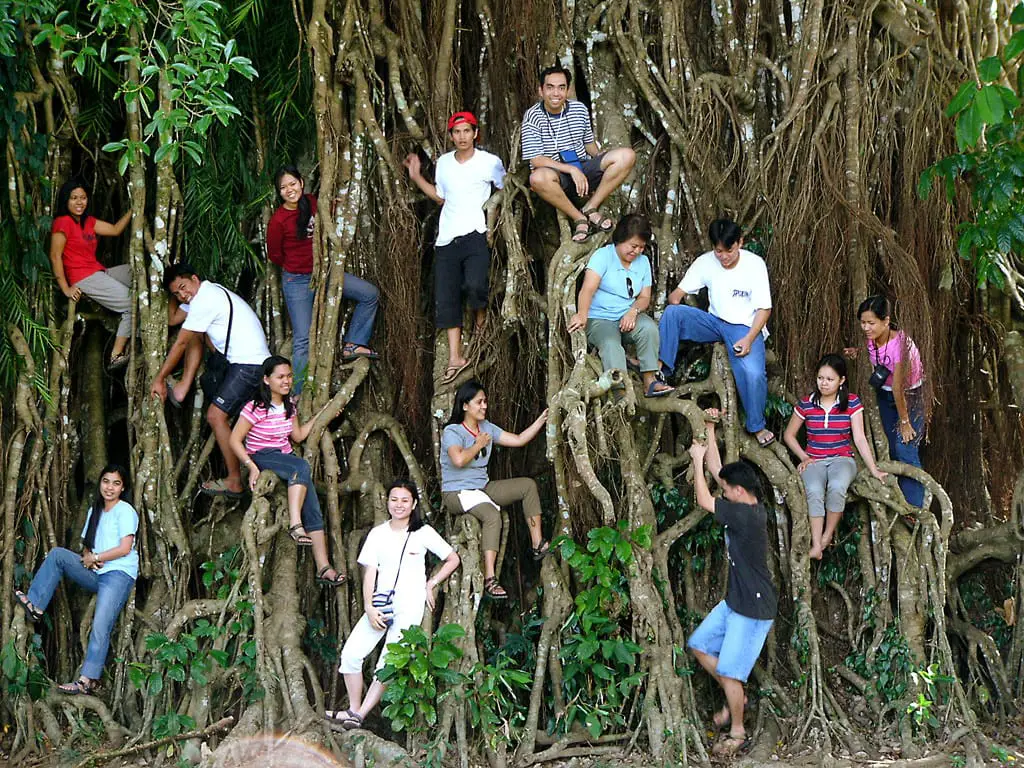 Balete tree in Maria Aurora, Philipppines