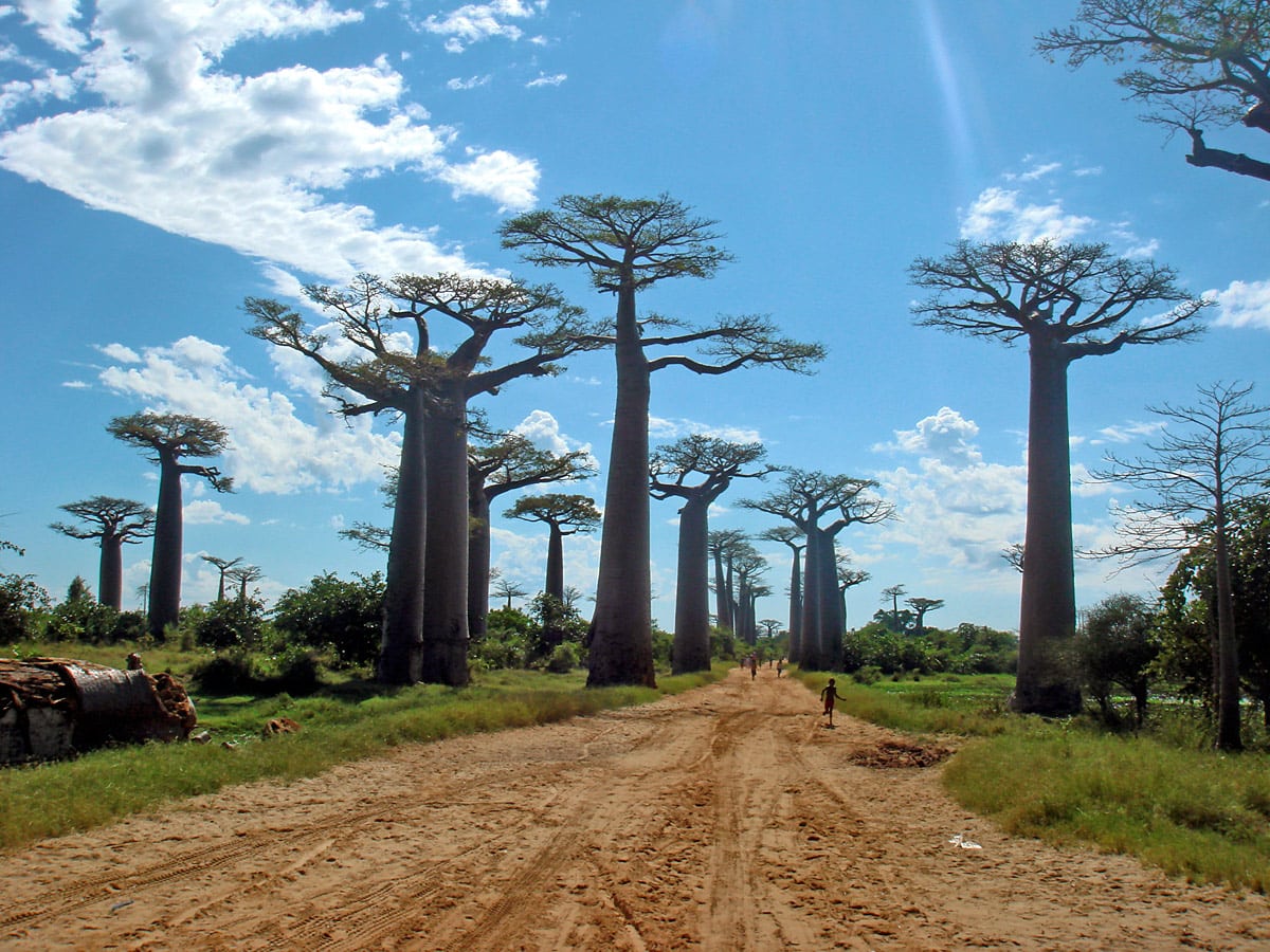 Avenue of the Baobabs near Morondava