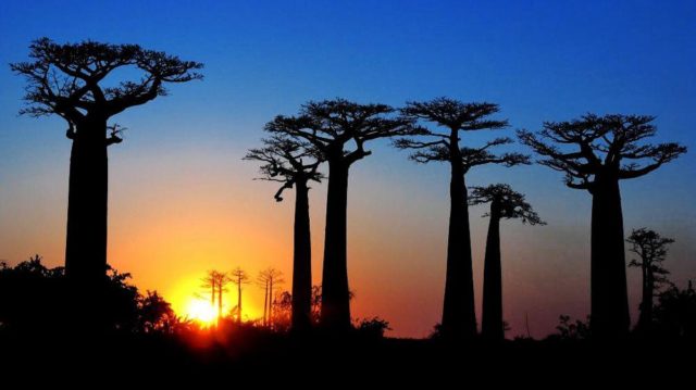 Avenue of the Baobabs, Madagascar | Wondermondo