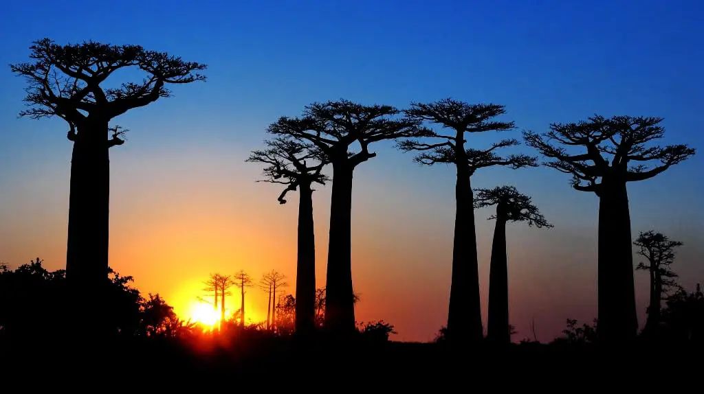 Avenue of the Baobabs, evening