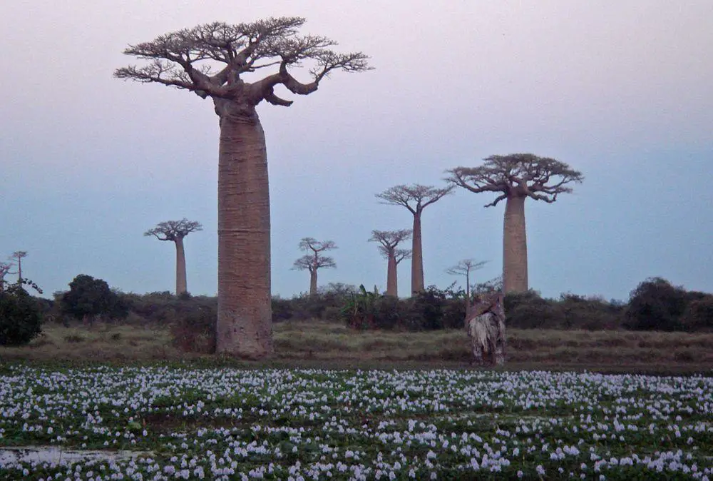 Avenue of the Baobabs and waterlilies