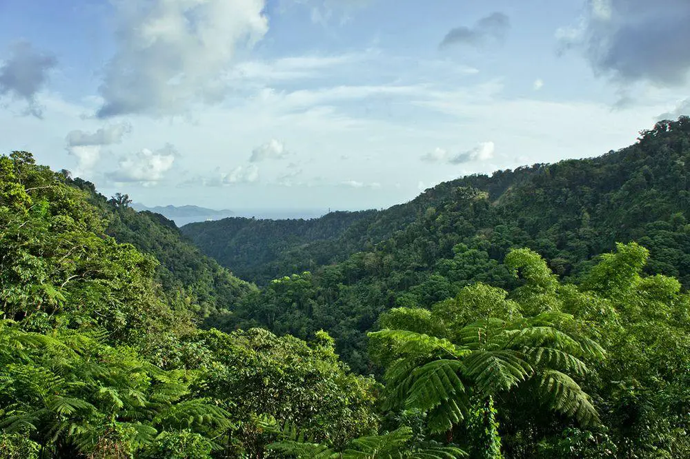 Rainforest near Balata, Martinique