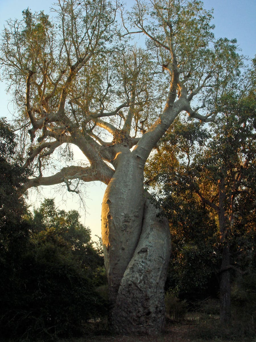 Baobab Amoureux near Morondava, Madagascar