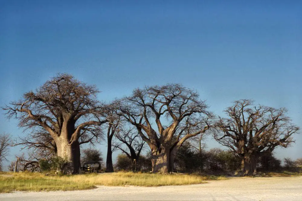 Baine's Baobabs, Botswana