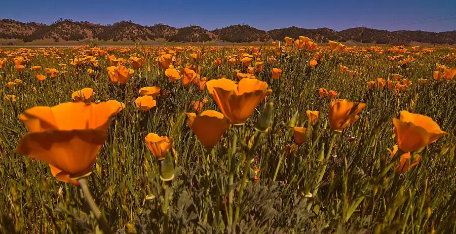 Poppies in Bear Valley, Colusa