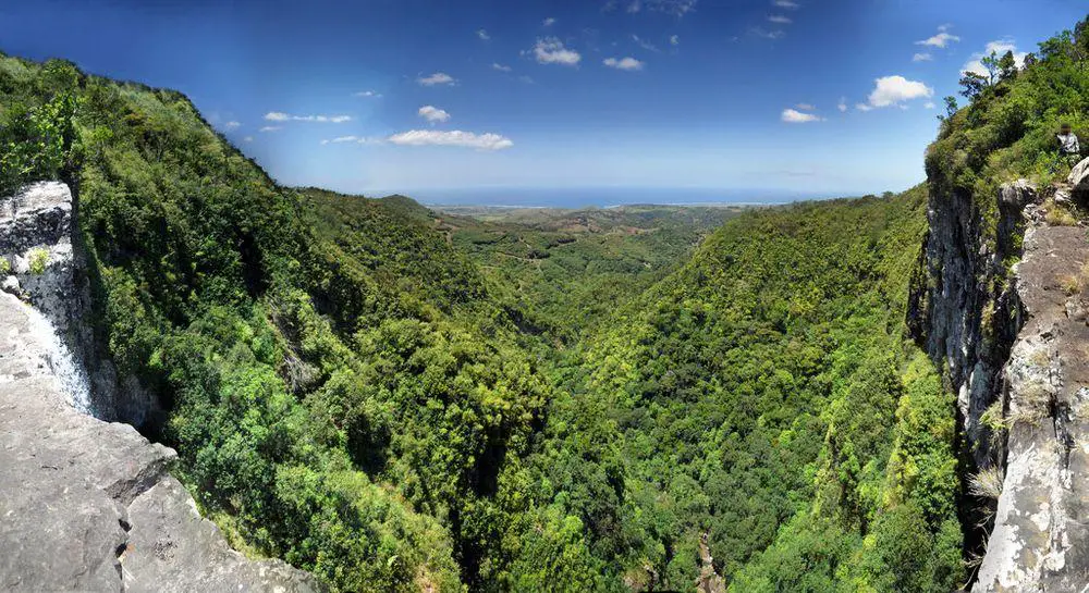 Primeval forest in Black River Gorges, Mauritius