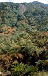 Vegetation of Gough Island. In the forefront - tree fern Blechnum palmiforme, in the background - Phylica arborea trees