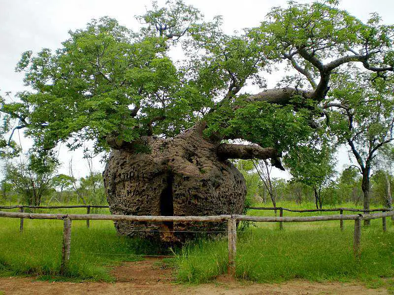 The Boab Prison Tree, Western Australia. Girth 14.64 m