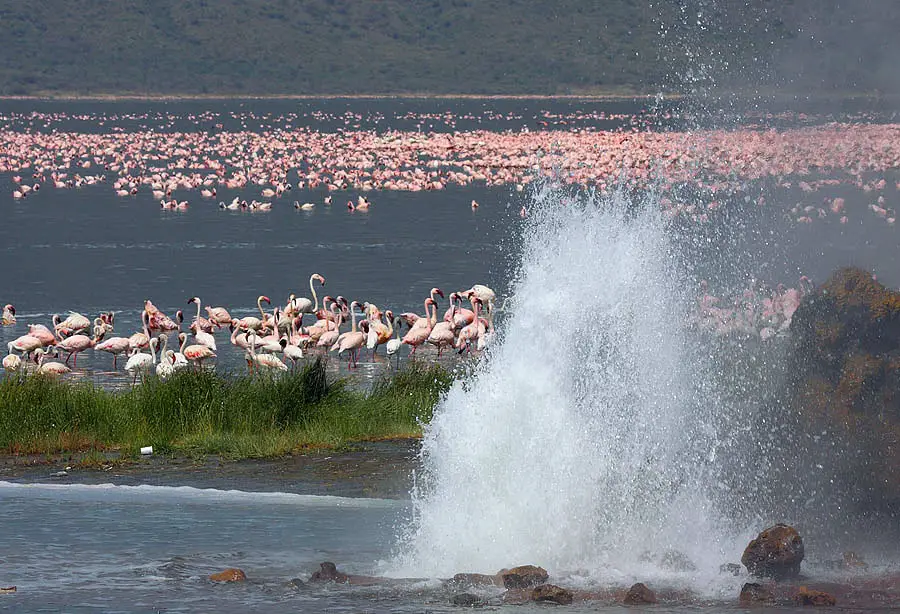 Lake Bogoria, geyser and flamingos