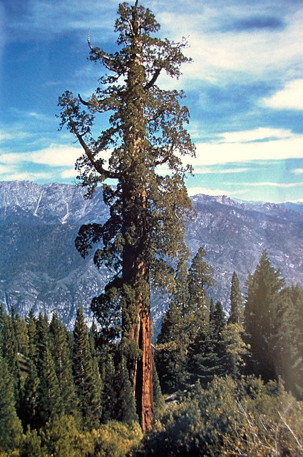 Boole Tree, California