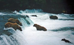 Brooks Falls with bears, Alaska