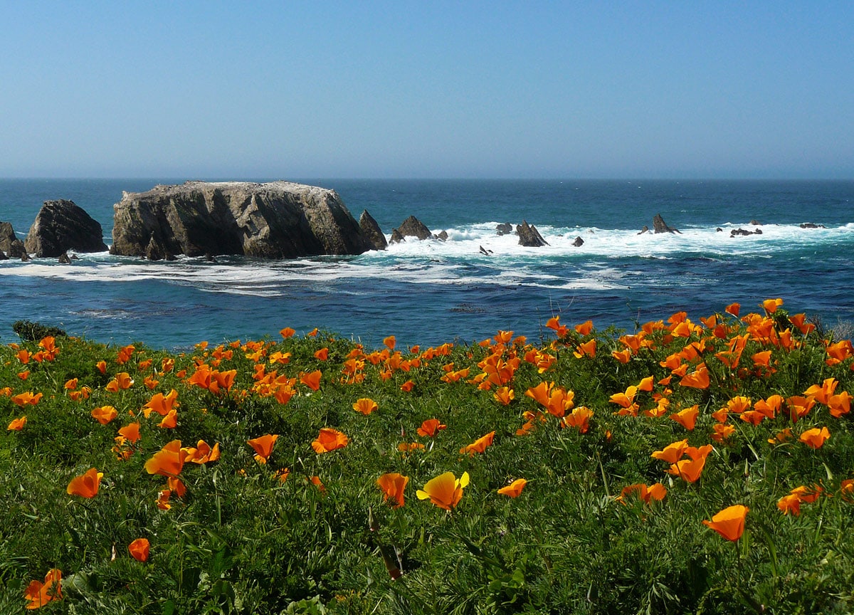 Point Buchon poppy meadows, California