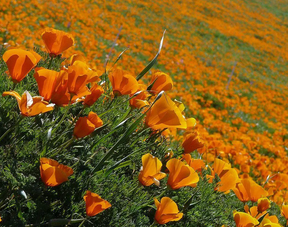 Point Buchon poppy meadows, California