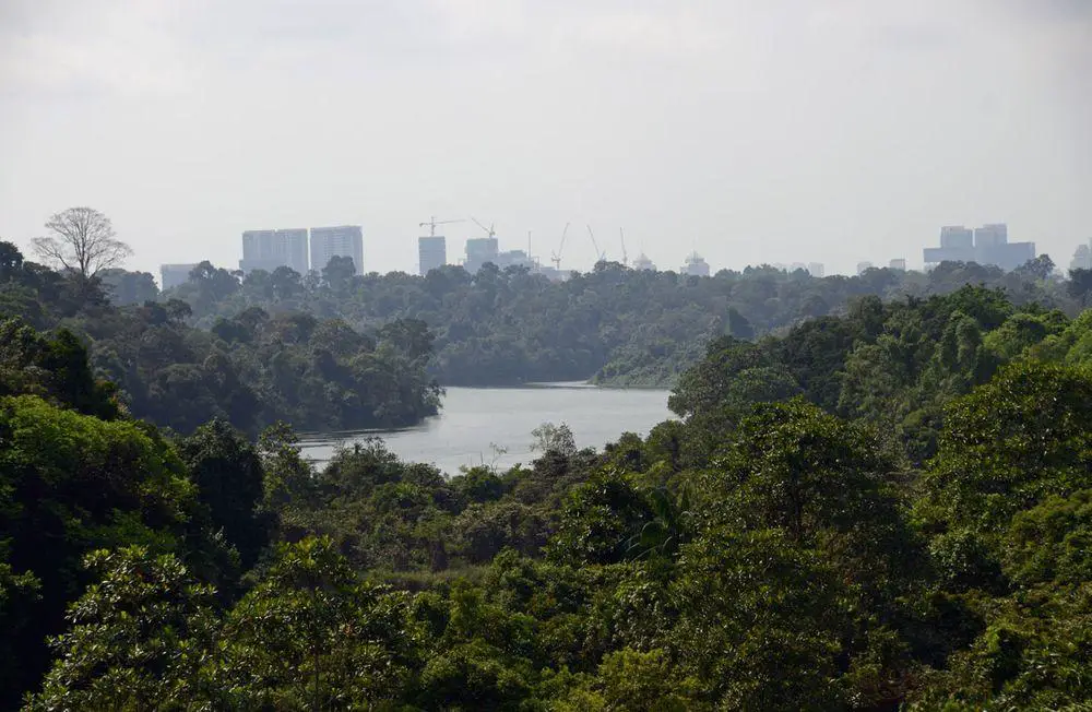 The virgin Bukit Timah rainforest and city of Singapore in the background