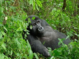 Mountain Gorilla in Bwindi Impenetrable Forest, Uganda