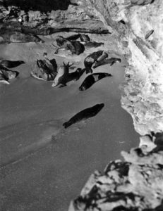 Cabo Blanco seals in 1945, Western Sahara