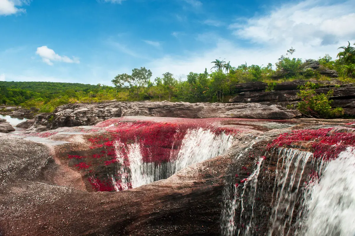 Caño Cristales - the red Macarenia clavigera and pits shaped by stones, Colombia