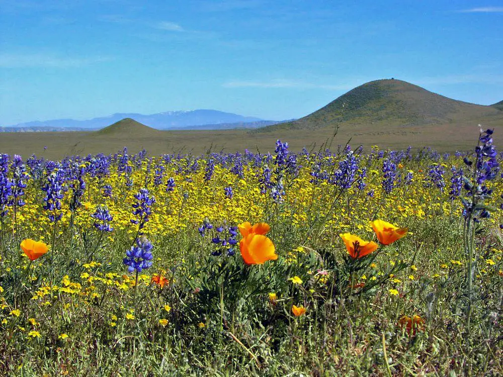 Carrizo Plain wildflower meadows in springtime, California