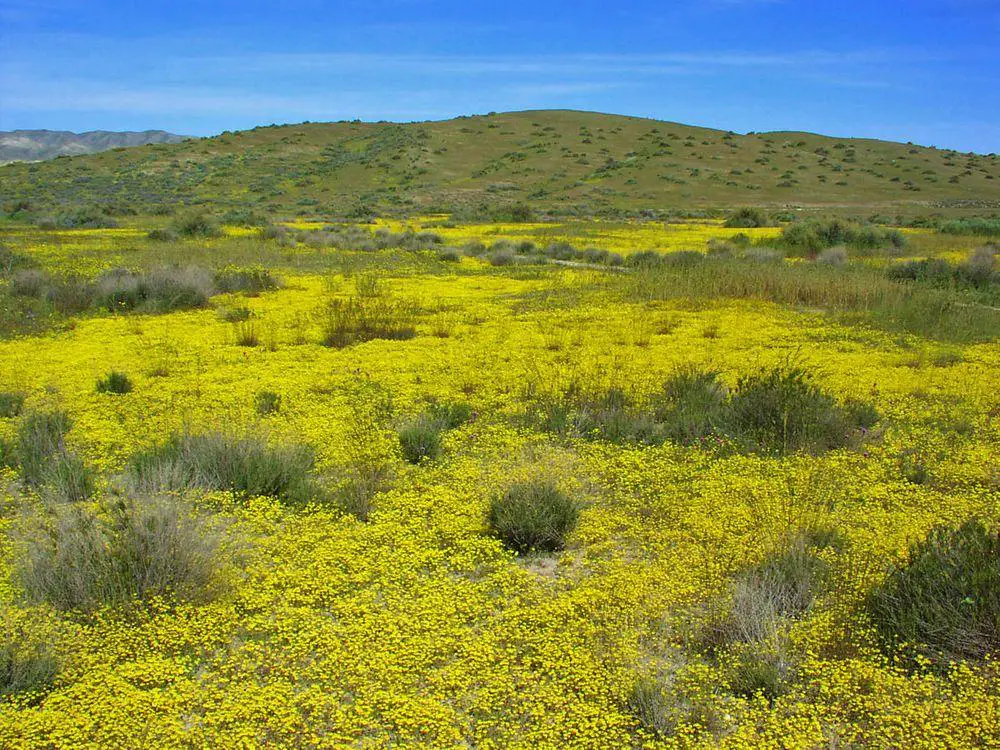 Goldfields, Carrizo Plain wildflower meadows in California