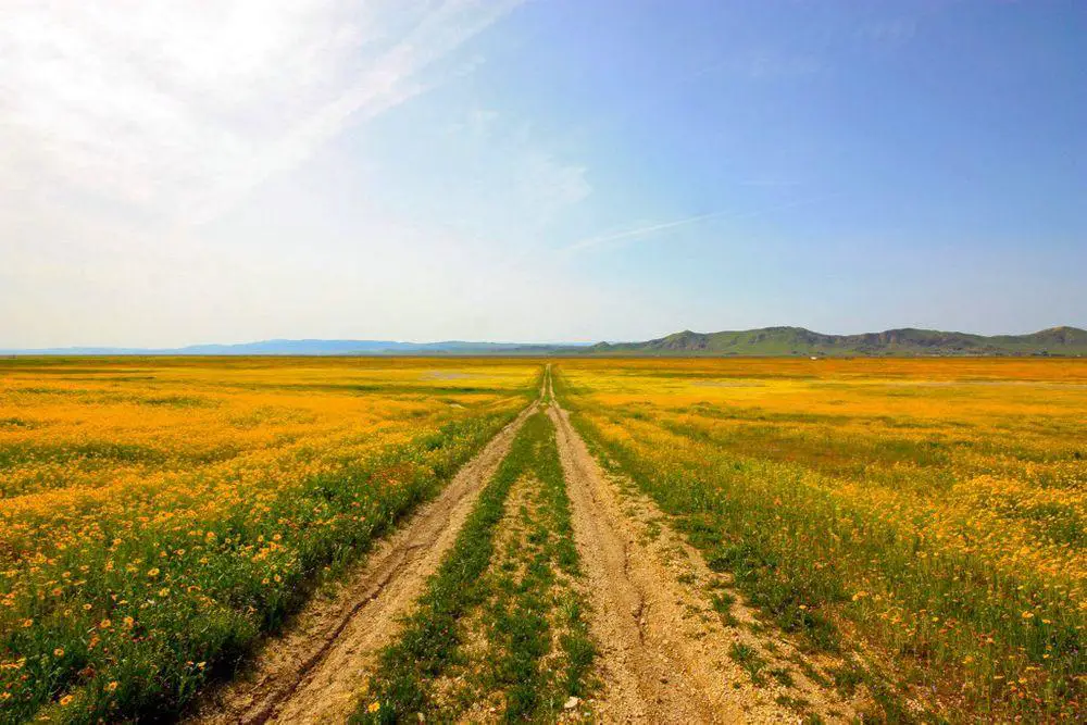 Carrizo Plain wildflower meadows in springtime, California