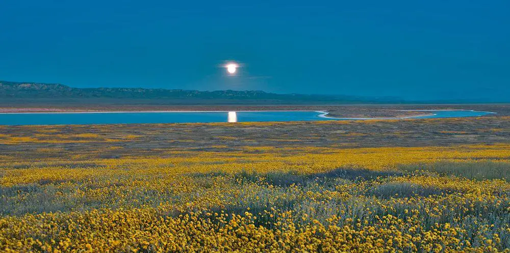 Carrizo Plain wildflower meadows in moonlight, California