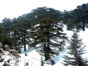 Cedars of God, Lebanon