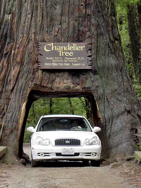 Chandelier Tree, California