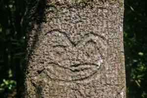 Dendroglyph in Rehoa island, Chatham Islands