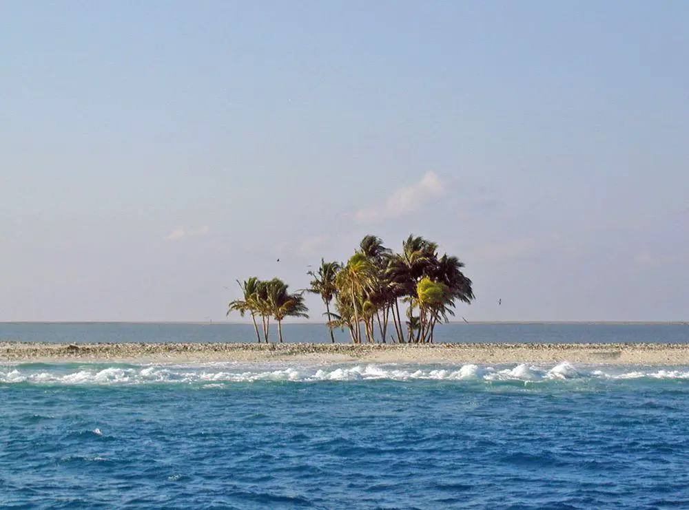 Clipperton Island. One of the rare groups of cocos palms is seen, lagoon is seen in the background