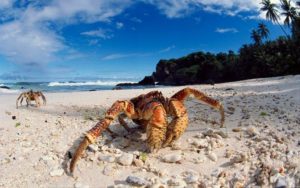 Coconut crabs, Christmas Island