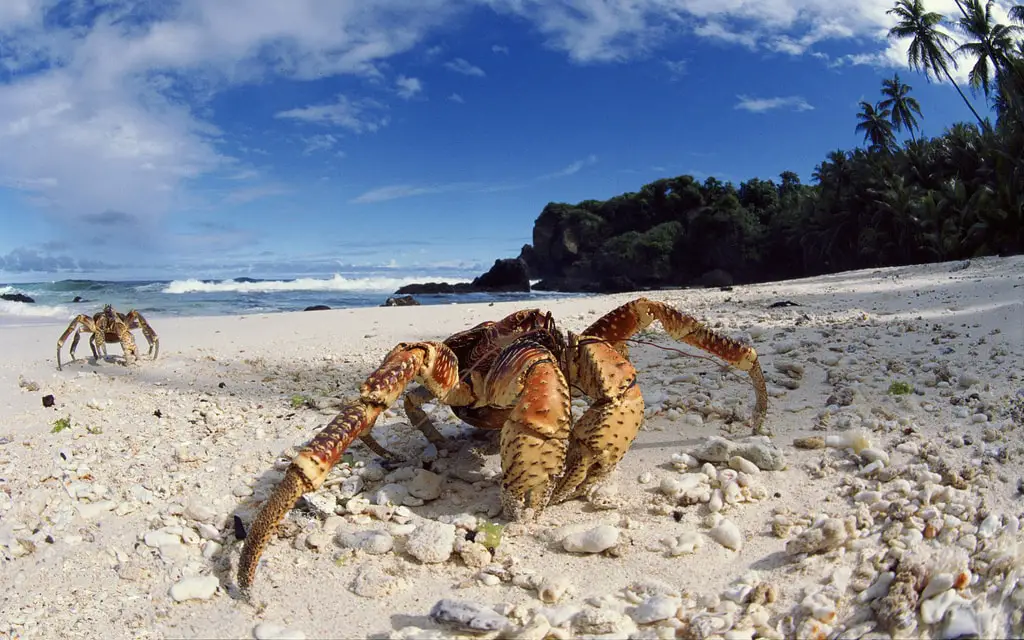 Coconut crabs, Christmas Island