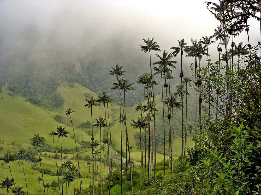 Tallest trees of the world