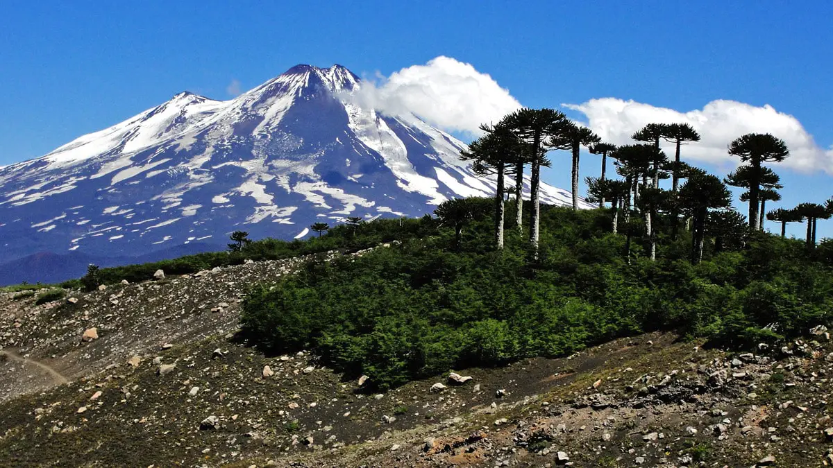 Conguillio National Park, araucarias and Sierra Nevada volcano, Chile