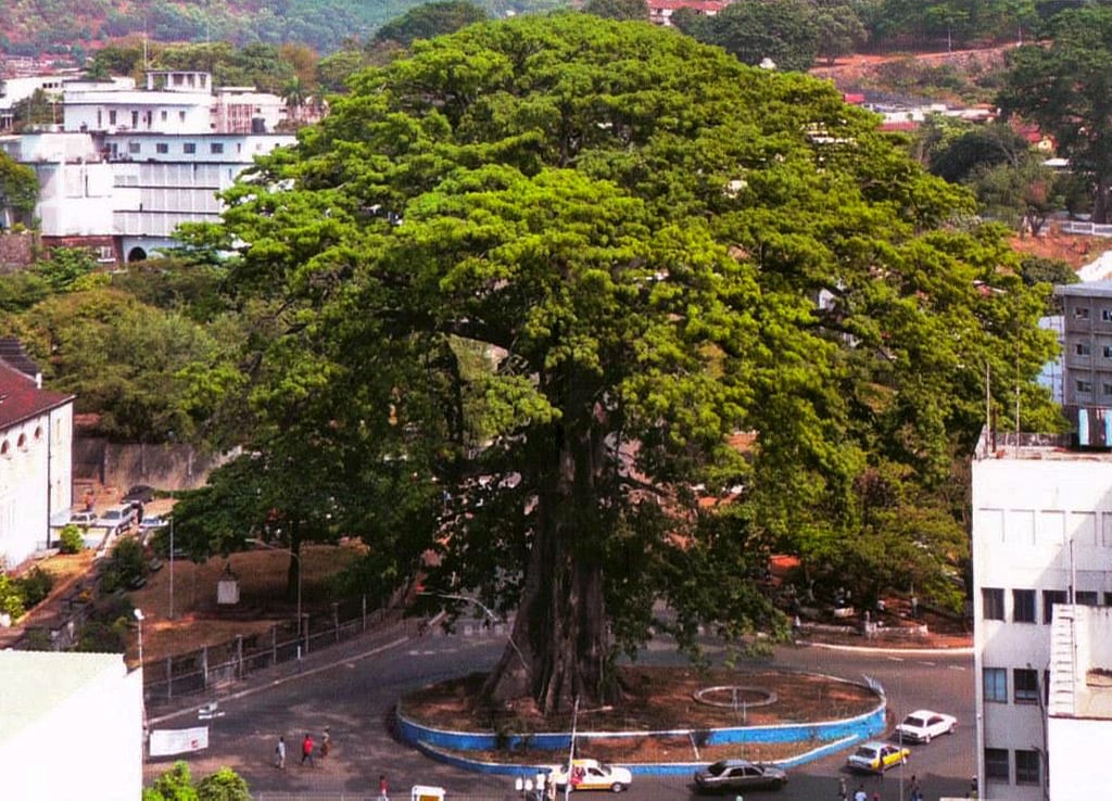 Cotton Tree in Freetown, SIERRA LEONE