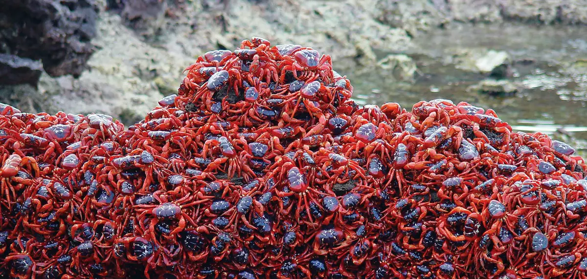 Red Crabs during the migration, Christmas Island