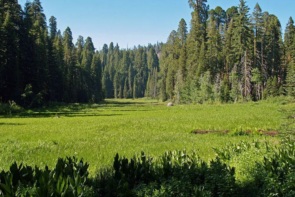 Crescent Meadow, California