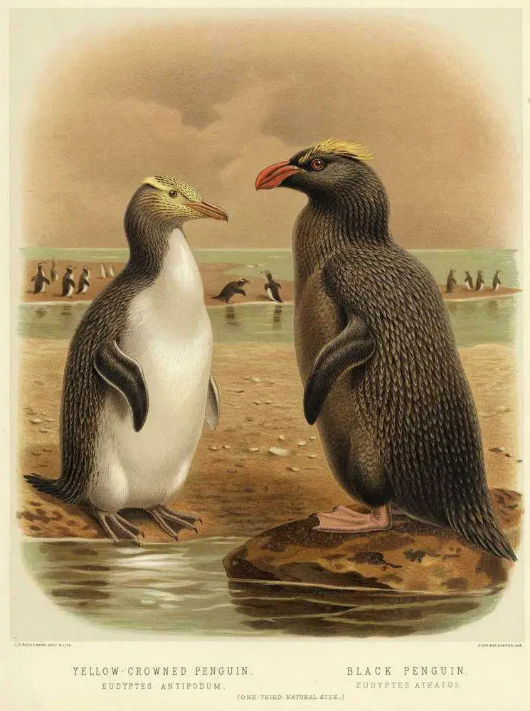 Erect-crested penguin shown in the forefront, yellow-eyed penguin in the background. Bounty Islands.