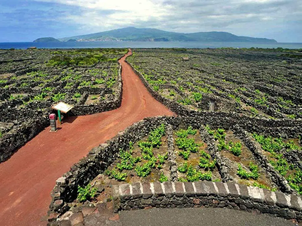 Criação Velha vineyards, Azores