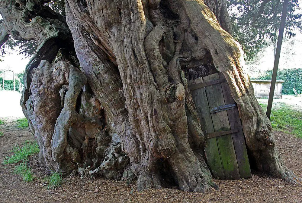 Trunk of Crowhurst Yew with door leading into the hollow, Surrey