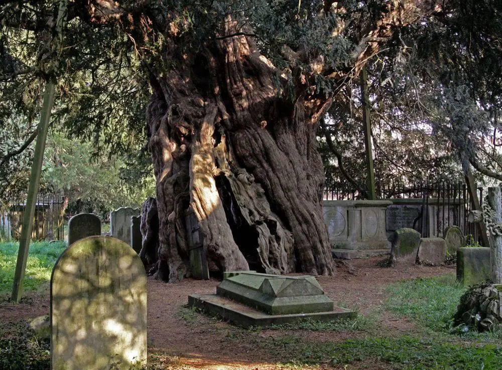 Crowhurst Yew, Surrey