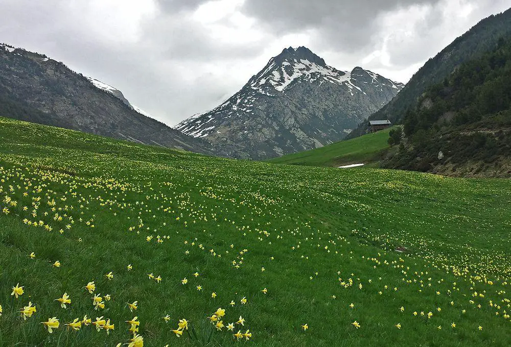 Daffodils in the mountains of Andorra