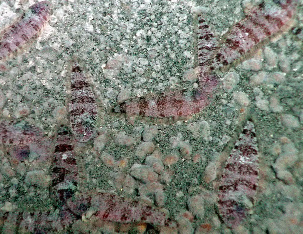 Flatfish Symphurus thermophilus, Daikoku Seamount