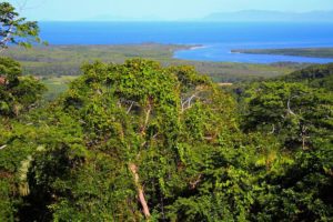 The Daintree Rainforest, Queensland