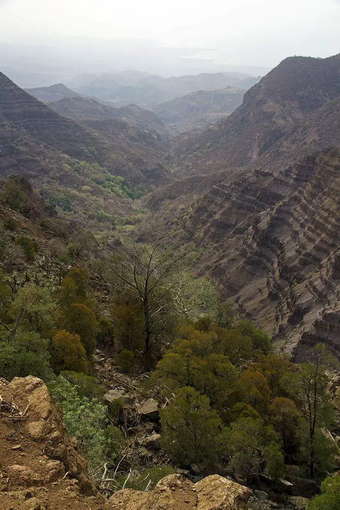 Day Forest in Djibouti, sea is seen in the background